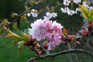 sakura ozdobná Kiku-Shidare-Zakura - Prunus serrulata Kiku-Shidare-Zakura