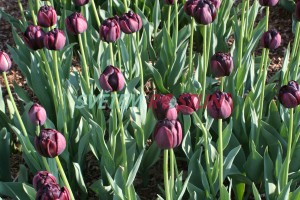 tulipán Black Hero - Tulipa Black Hero