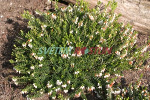 vřesovec pleťový White Profusion - Erica carnea White Profusion