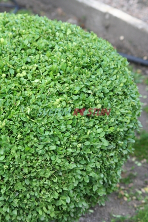 zimostráz vždyzelený Suffruticosa - Buxus sempervirens Suffruticosa