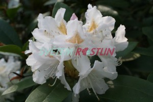 Pěnišník Desiderius - Rhododendron Desiderius