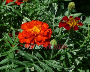 aksamitník rozkladitý Bonita Carmen - Tagetes patula Bonita Carmen