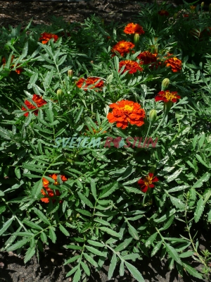 aksamitník rozkladitý Bonita Carmen - Tagetes patula Bonita Carmen