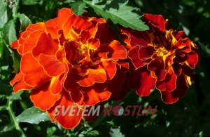 aksamitník rozkladitý Bonita Carmen - Tagetes patula Bonita Carmen