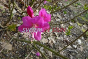 pěnišník - azalka - Rhododendron albrechtii