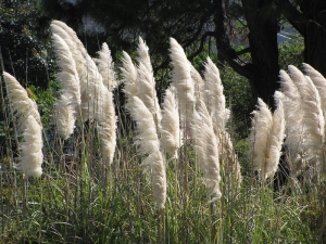 kortaderie dvoudomá - Cortaderia selloana