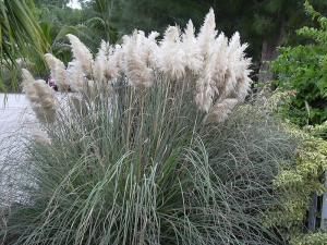 kortaderie dvoudomá - Cortaderia selloana