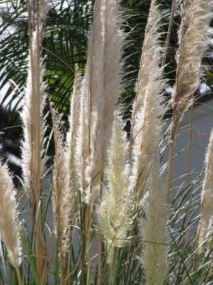 kortaderie dvoudomá - Cortaderia selloana