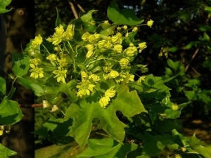 javor mléč - Acer platanoides