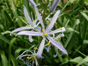ladoník - Camassia cusickii