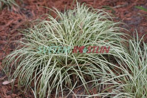 ostřice ptačí nožka Variegata - Carex ornithopoda Variegata