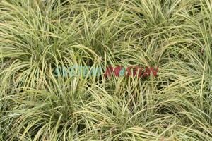 ostřice ptačí nožka Variegata - Carex ornithopoda Variegata