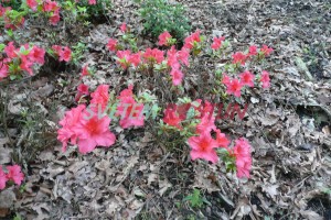 Pěnišník Silvester - Rhododendron Silvester