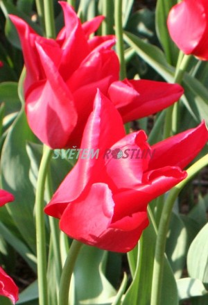 tulipán Moneymaker - Tulipa Moneymaker