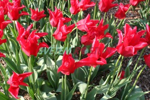 tulipán Moneymaker - Tulipa Moneymaker