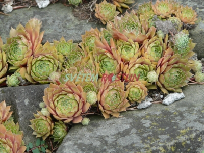 netřesk Malby's Hybrid - Sempervivum Malby's Hybrid