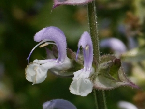 šalvěj muškátová - Salvia sclarea