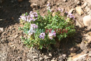 mateřídouška E. B. Anderson - Thymus × citriodorus E. B. Anderson