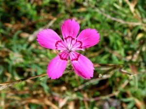 Dianthus myrtinervius