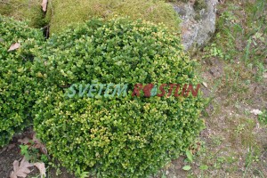 zimostráz Morris Dwarf - Buxus japonica Morris Dwarf