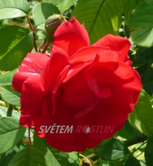 růže Sympathie - Rosa Sympathie