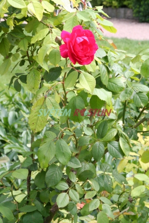 růže Sympathie - Rosa Sympathie