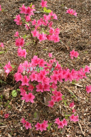 pěnišník japonský Betty - Rhododendron japonicum Betty