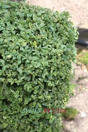 zimostráz vždyzelený Marginata - Buxus sempervirens Marginata