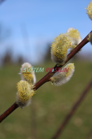 vrba Erdingerova - Salix × erdingeri