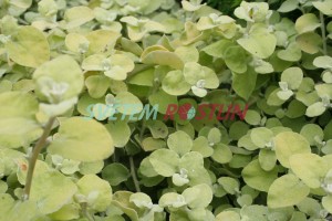 smil Limelight - Helichrysum petiolare Limelight