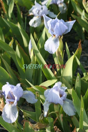 kosatec Blue Denim - Iris × barbata nana Blue Denim