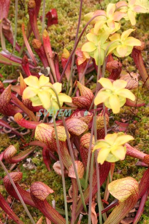 špirlice - Sarracenia × catesbaei × psittacina