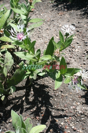chrpa horská Alba - Centaurea montana Alba