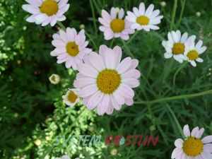 kopretinovec dřevnatý Maja Bofinger - Argyranthemum frutescens Maja Bofinger