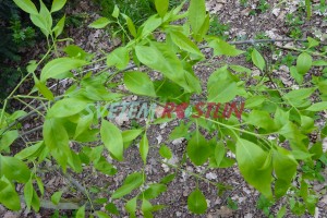 brslen Bungeův - Euonymus bungeanus
