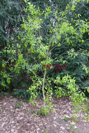 brslen Bungeův - Euonymus bungeanus
