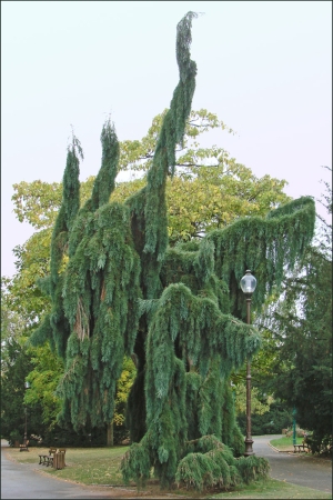 sekvojovec obrovský Pendulum - Sequoiadendron giganteum Pendulum