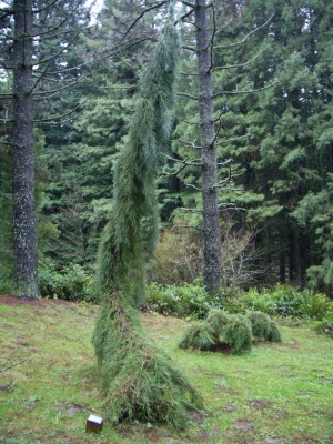 sekvojovec obrovský Pendulum - Sequoiadendron giganteum Pendulum