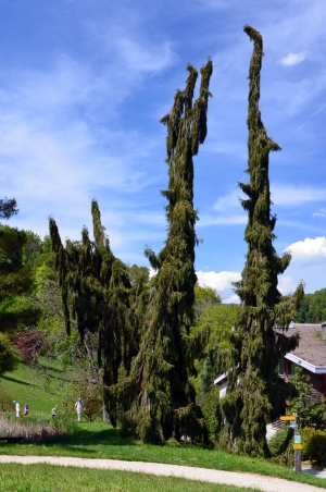 sekvojovec obrovský Pendulum - Sequoiadendron giganteum Pendulum