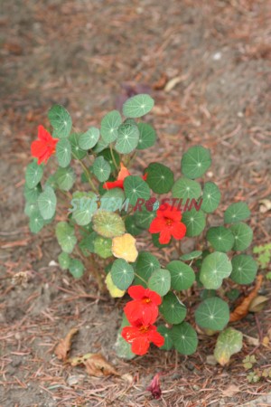 lichořeřišnice větší Ladybird - Tropaeolum majus Ladybird