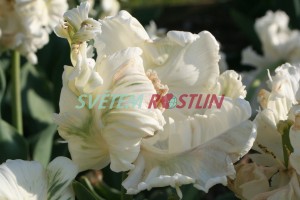 tulipán Super Parrot - Tulipa Super Parrot