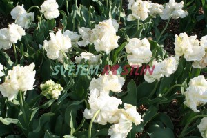 tulipán Super Parrot - Tulipa Super Parrot