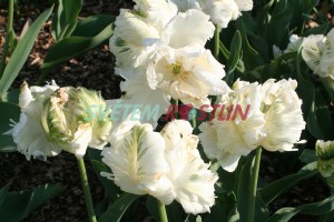 tulipán Super Parrot - Tulipa Super Parrot