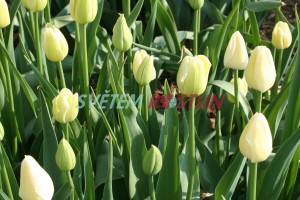 tulipán Maureen - Tulipa Maureen
