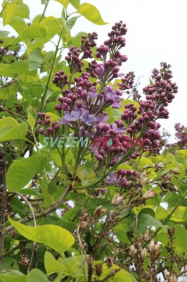 šeřík obecný Firmament - Syringa vulgaris Firmament