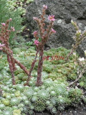 cymblek - Rosularia pallida