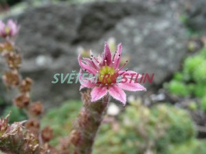 cymbálek - Rosularia pallida
