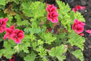 pelargonie Camred - Pelargonium Camred