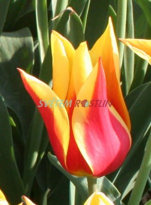 tulipán Synaeda King - Tulipa Synaeda King