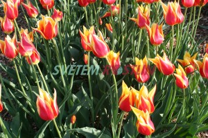 tulipán Synaeda King - Tulipa Synaeda King